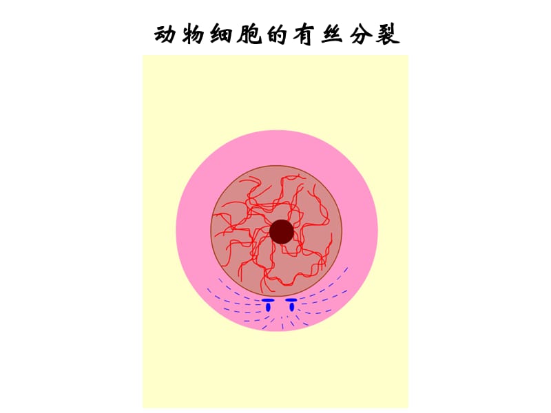 减数分裂和受精作用一轮复习.ppt_第2页