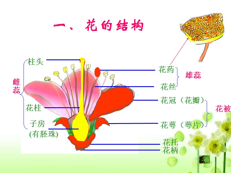 八年级生物上册第一节-花的结构和类型.ppt_第3页