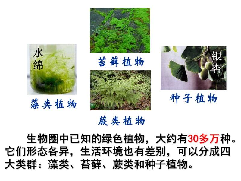 冀教版七年级生物第三节藻类植物.ppt_第2页