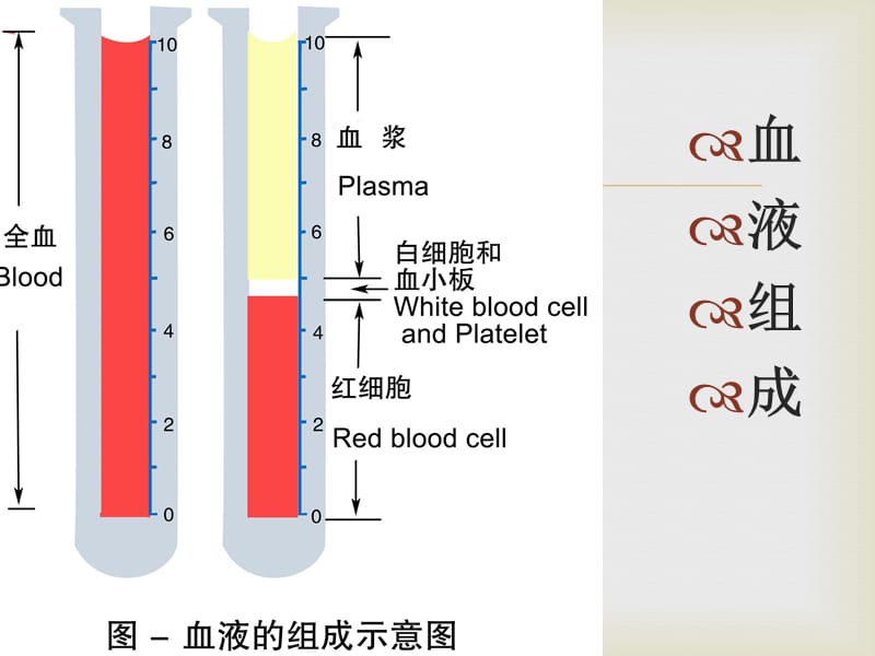 妊娠合并贫血诊断与治疗.ppt_第3页