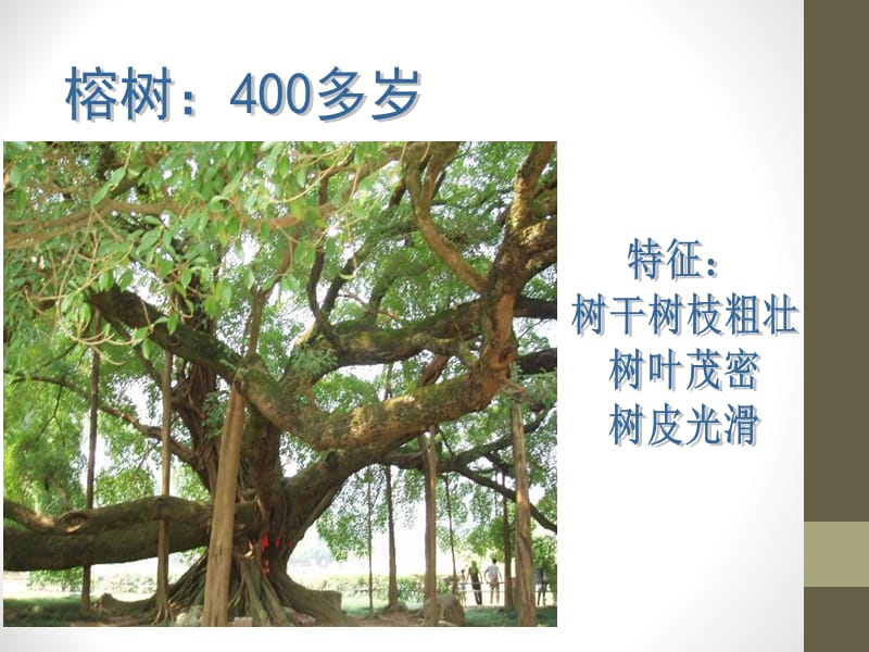 《给树爷爷画像》PPT课件.ppt_第2页