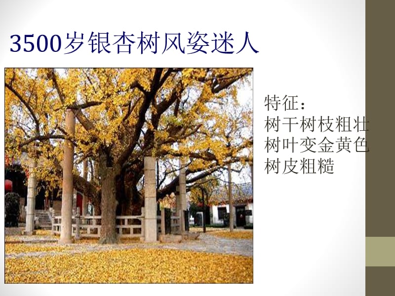 《给树爷爷画像》PPT课件.ppt_第3页