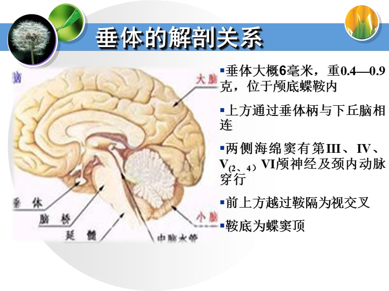 垂体瘤规范化诊治.ppt_第2页