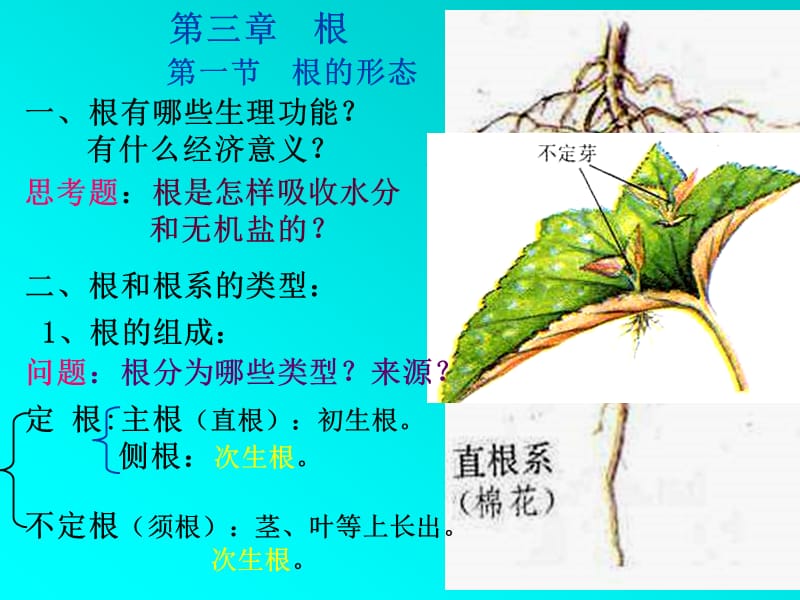 《根.茎.叶.变态》PPT课件.ppt_第3页