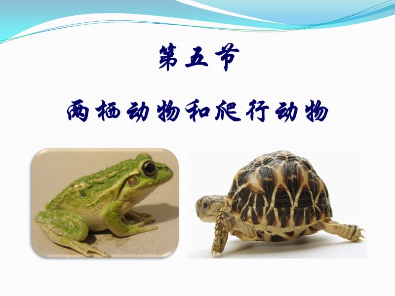 两栖动物和爬行动物.ppt_第1页