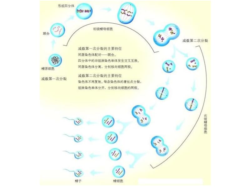 卵细胞的形成过程及数目变化.ppt_第2页