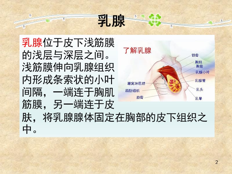 乳腺增生的防治ppt课件_第2页