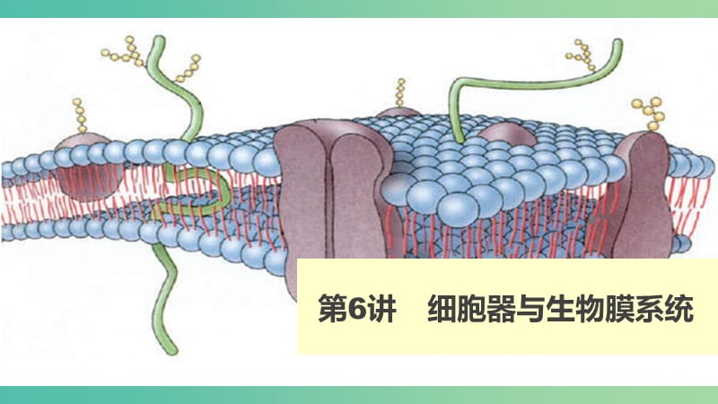 高考生物 细胞器与生物膜系统课件 新人教版必修1.ppt_第1页