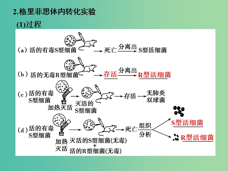 高考生物一轮复习 第六单元 遗传的分子基础 第17讲 DNA是主要的遗传物质课件.ppt_第3页