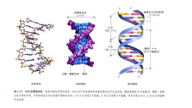 基因工程制药(多图版).ppt_第2页