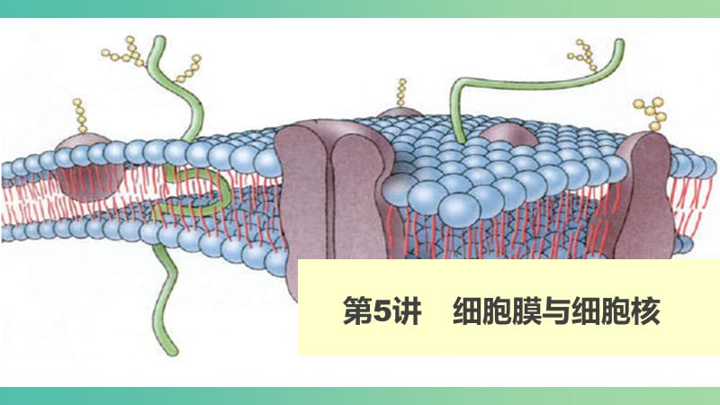 高考生物 细胞膜与细胞核课件 新人教版必修1.ppt_第1页