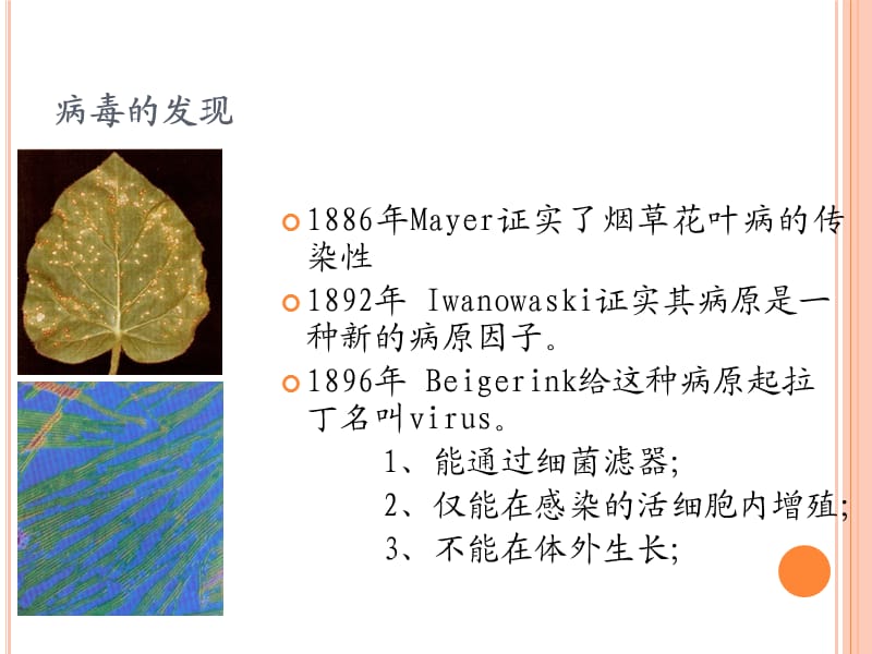 病毒学概论和艾滋病病原学_第3页