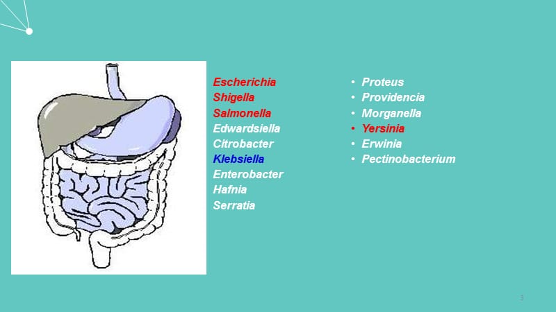 肠道杆菌Enterobacteriaceae_第3页