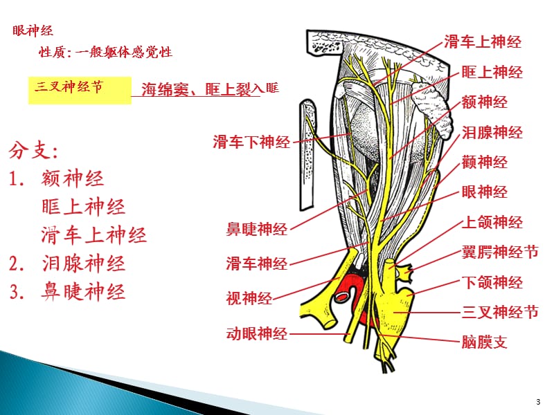 三叉神经的解剖基础ppt课件_第3页