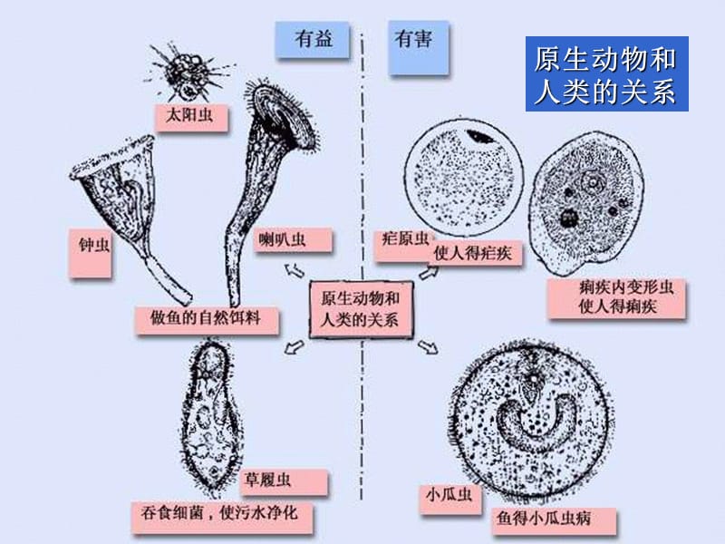 原生动物微型后生动物.ppt_第3页