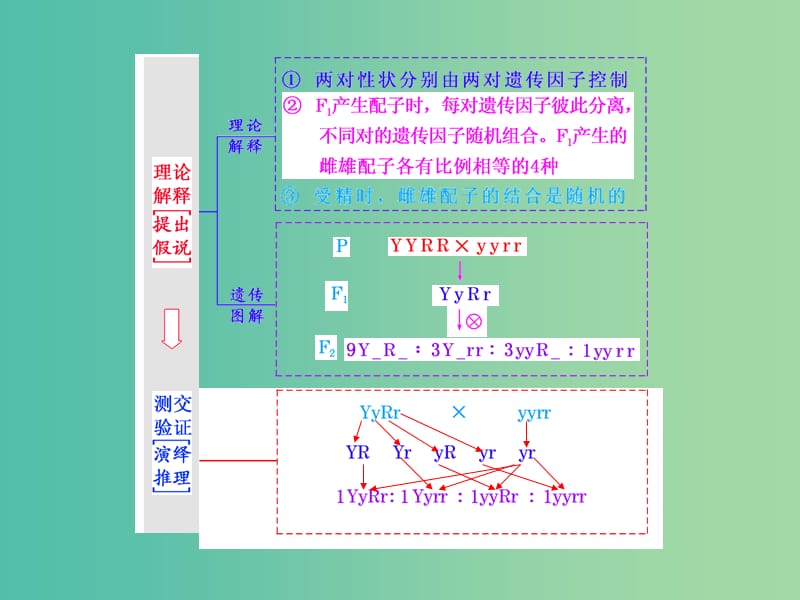 高考生物一轮复习 第一单元 第2讲 孟德尔的豌豆杂交实验（二）课件 新人教版必修2 (2).ppt_第3页