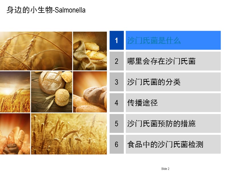 沙门氏菌ppt课件_第2页