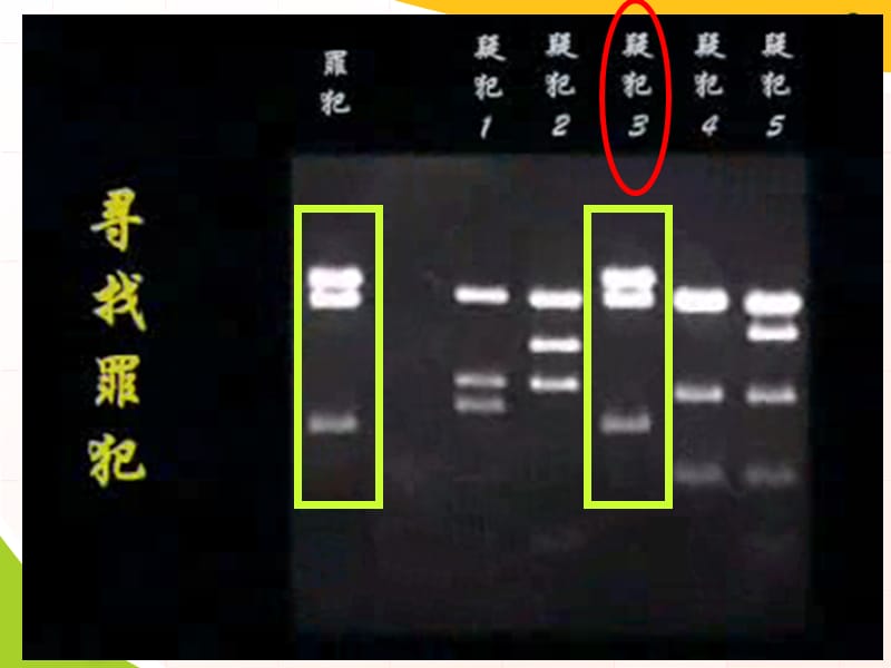 《遗传信息的携带者-核酸》课件(21张).ppt_第1页