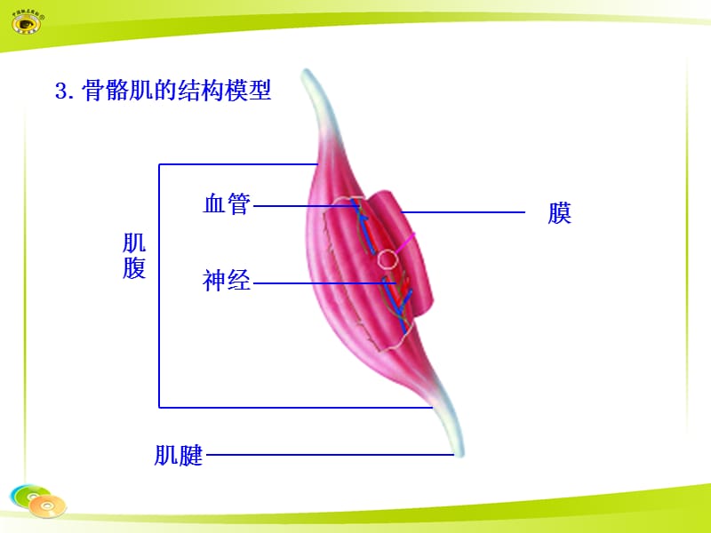 人教版八上生物知识框架.ppt_第3页