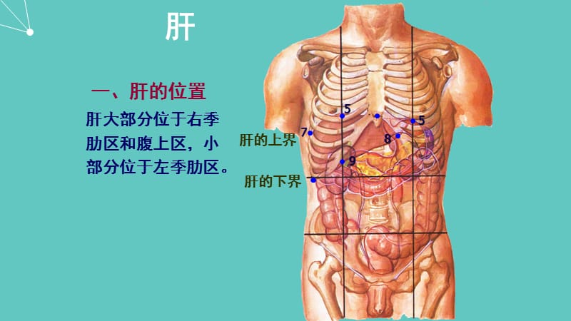 肝血管解剖_第2页