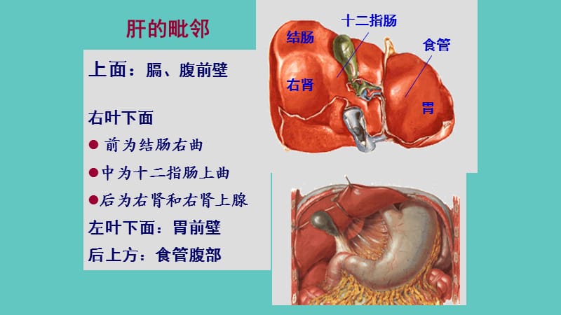 肝血管解剖_第3页