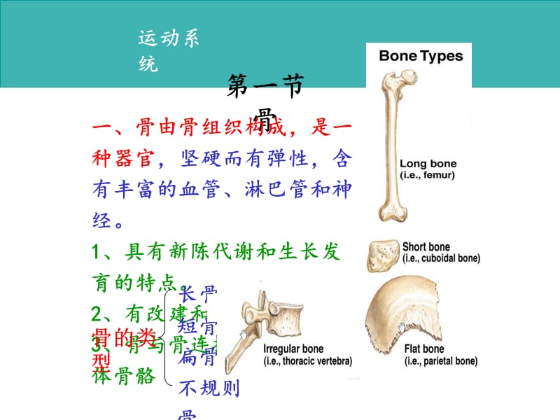 畜禽解剖学--运动系统_第3页