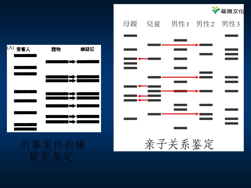 《遗传信息的携带者核酸》(优质课件).ppt_第3页