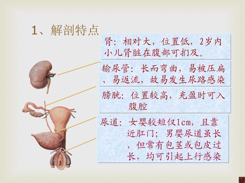 儿科学课件泌尿系统_第3页