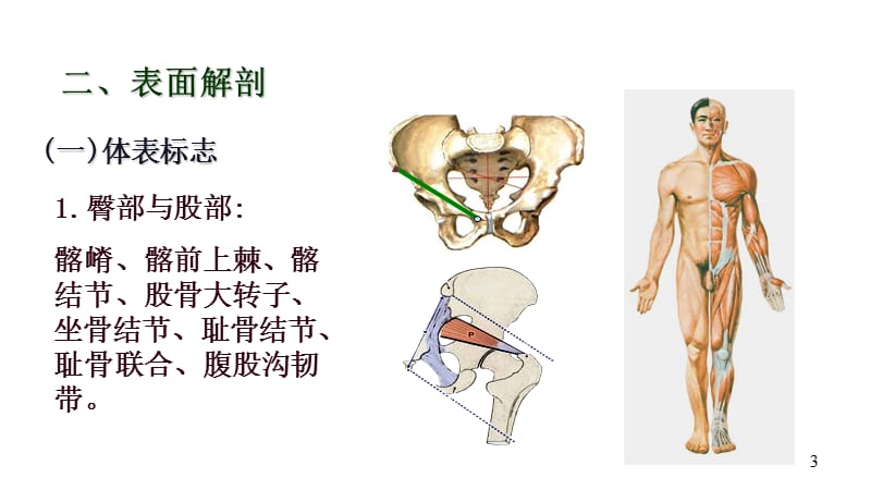 《局部解剖学下肢》PPT课件.ppt_第3页