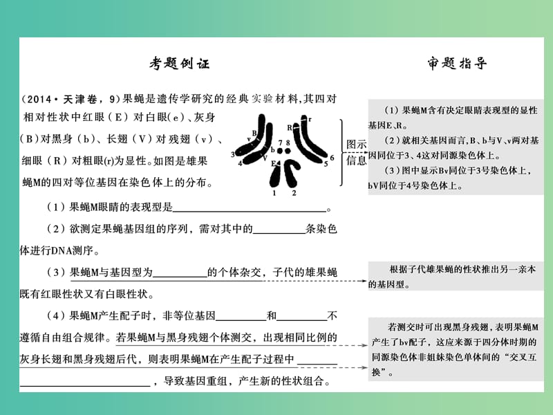 高考生物二轮专题复习 体系通关2 高频考点2 孟德尔定律、伴性遗传及人类遗传病课件.ppt_第2页