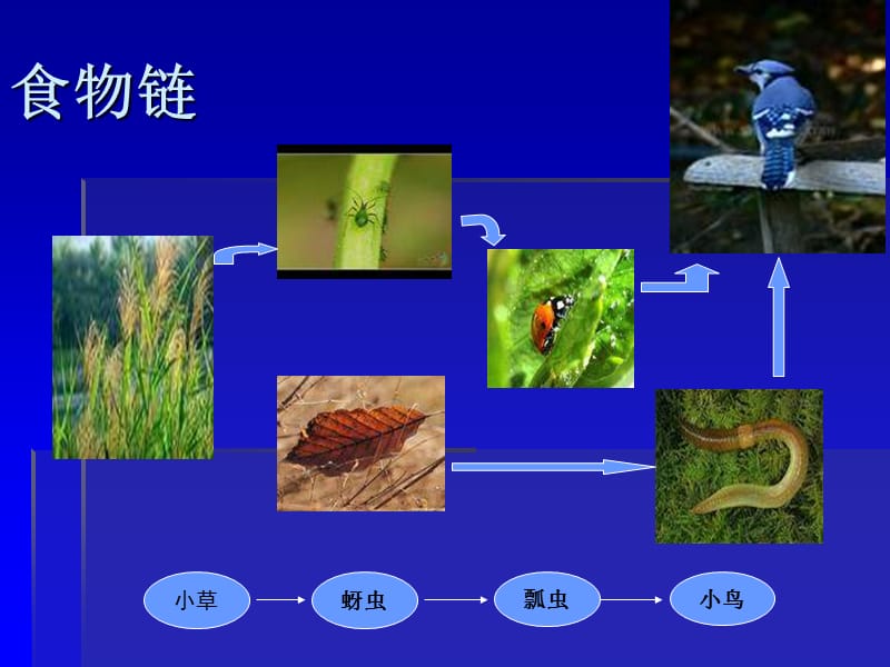 《维护生态平衡》PPT课件.ppt_第3页