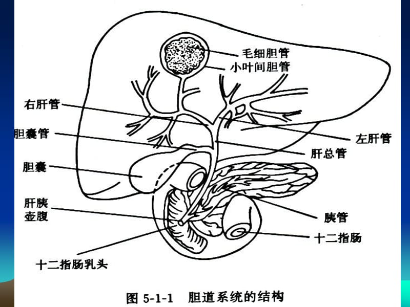 胆囊超声_第3页