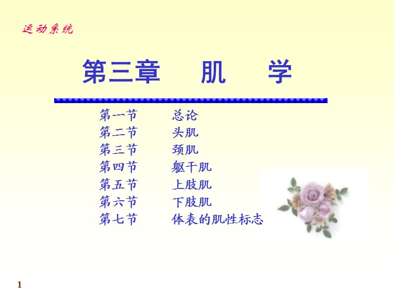 《运动解剖学》第6次课：肌学.ppt_第1页