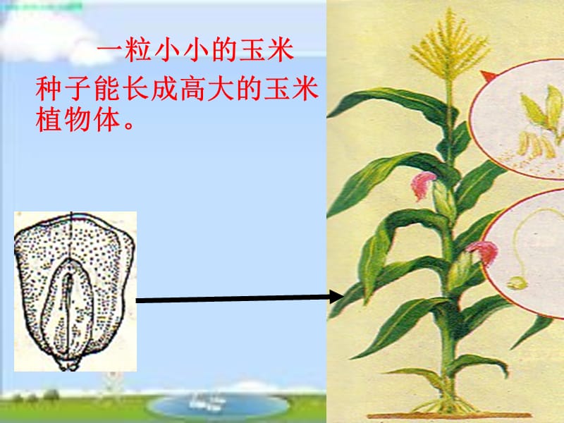 《细胞分裂与分化》PPT课件.ppt_第3页