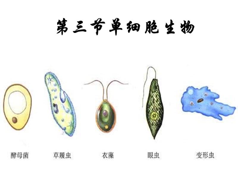 七年级生物单细胞生物.ppt_第1页