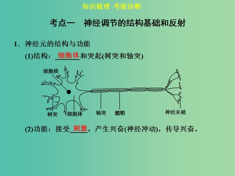 高考生物一轮复习 第八单元 第2讲 人和高等动物的神经调节课件.ppt_第3页