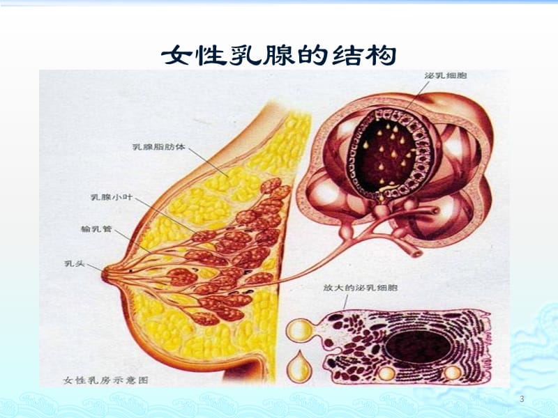 乳腺增生症讲义ppt课件_第3页