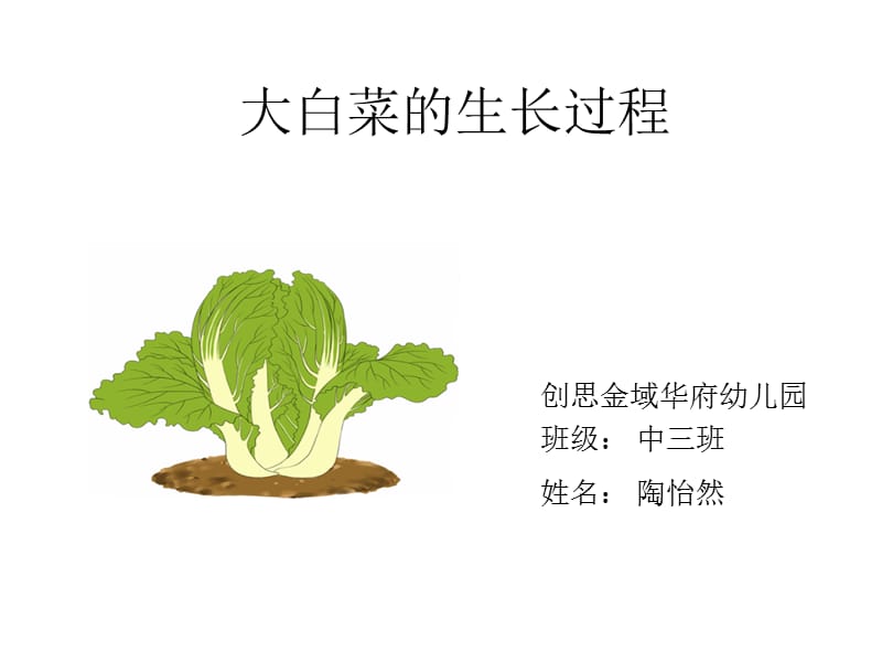 大白菜的生长过程.ppt_第1页