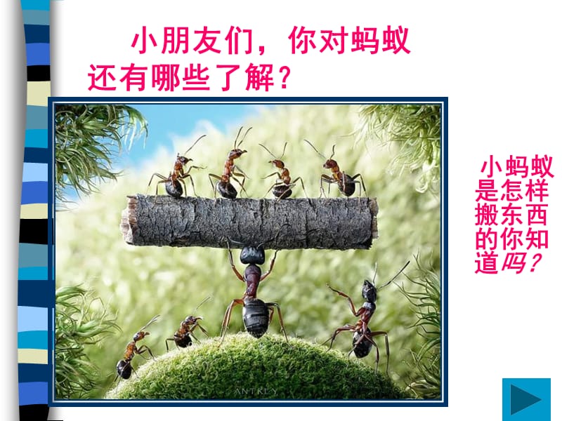 《蚂蚁搬家》PPT课件.ppt_第3页