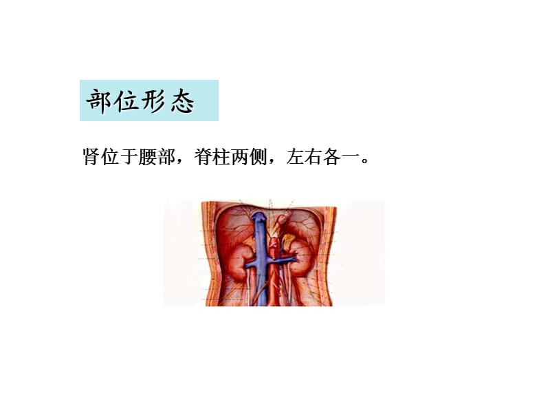 中医学课件五脏-肾.ppt_第2页