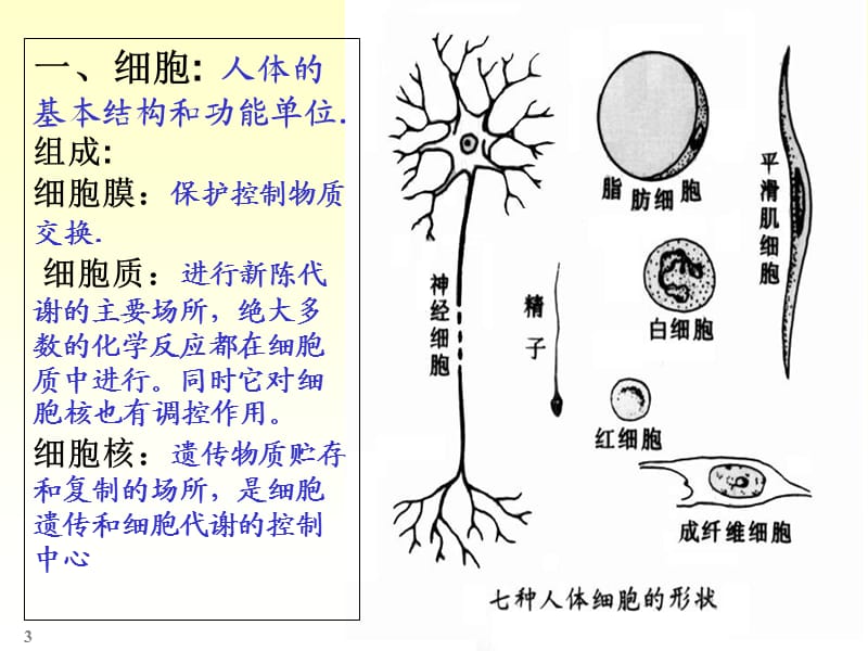 三四级医学基础新版ppt课件_第3页