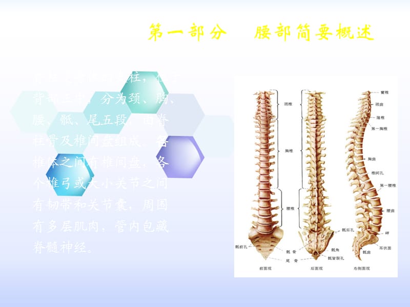 常见腰部软伤疾病的推拿治疗_第2页