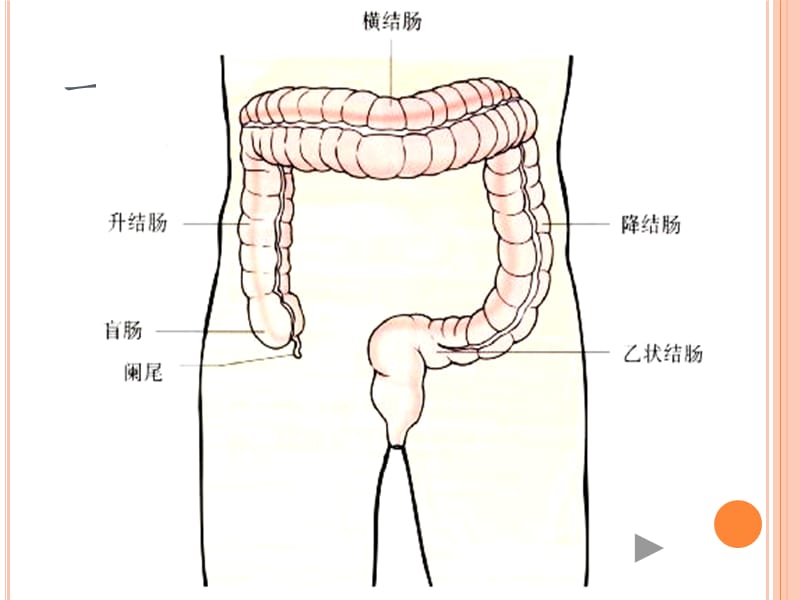 肠道排泄和泌尿道排泄_第3页