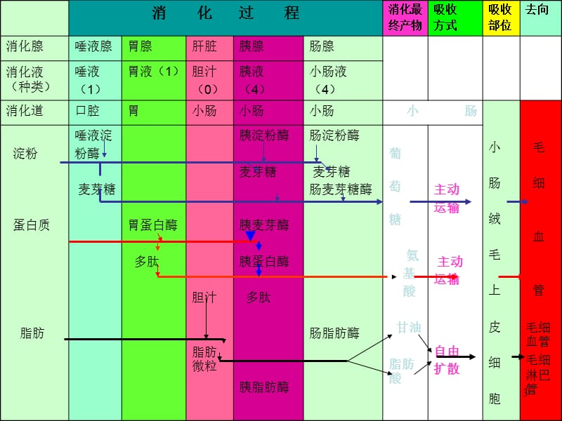 三大营养物质代谢ppt课件_第3页