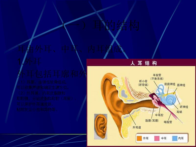 耳- 听觉器官_第3页
