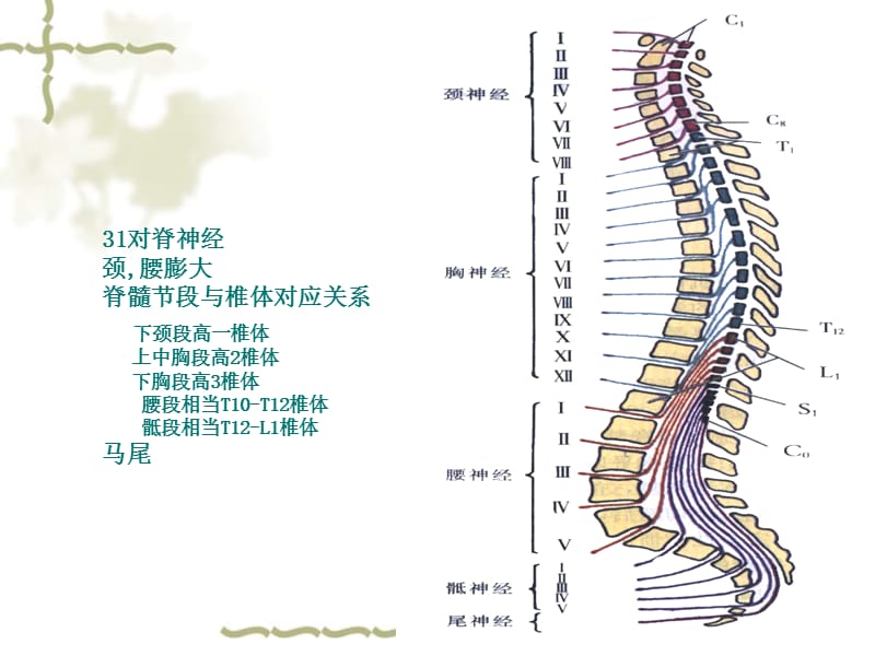 《脊髓血管病》PPT课件.ppt_第2页