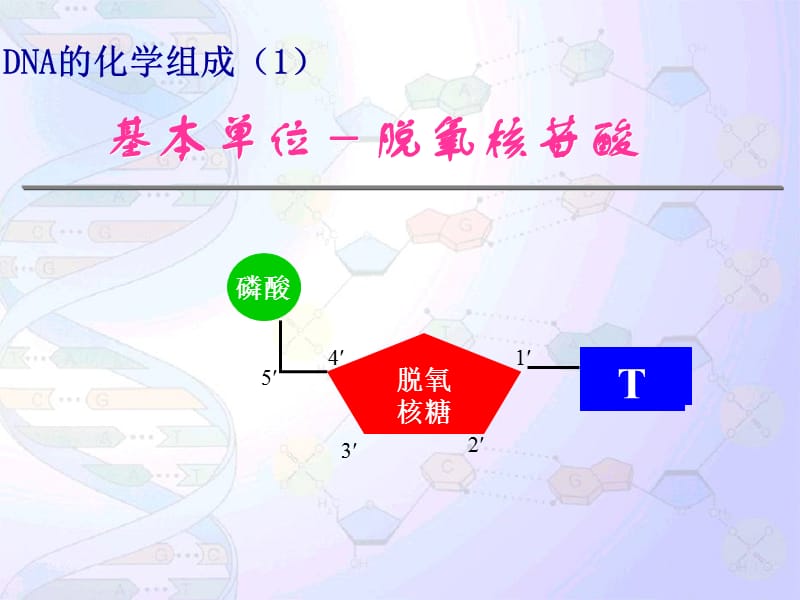 2017届高三DNA分子的结构与复制(一轮复习).ppt_第3页