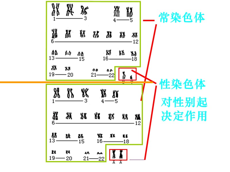 (一轮复习)伴性遗传市级公开课.ppt_第3页