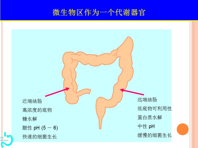 肠道微生态_第3页