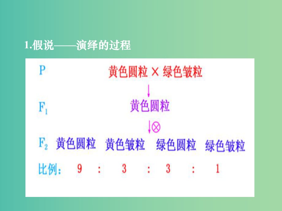 高考生物一輪復(fù)習(xí) 自由組合定律課件.ppt_第1頁